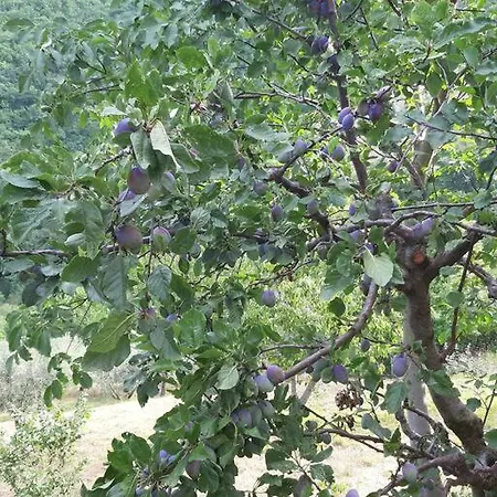 Da Luigi 度假居 阿西西